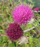 Cirsium rivulare 'Atropurpureum'
